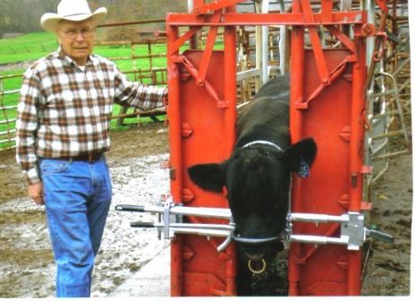 A bull secured in Russell's Head Restraint